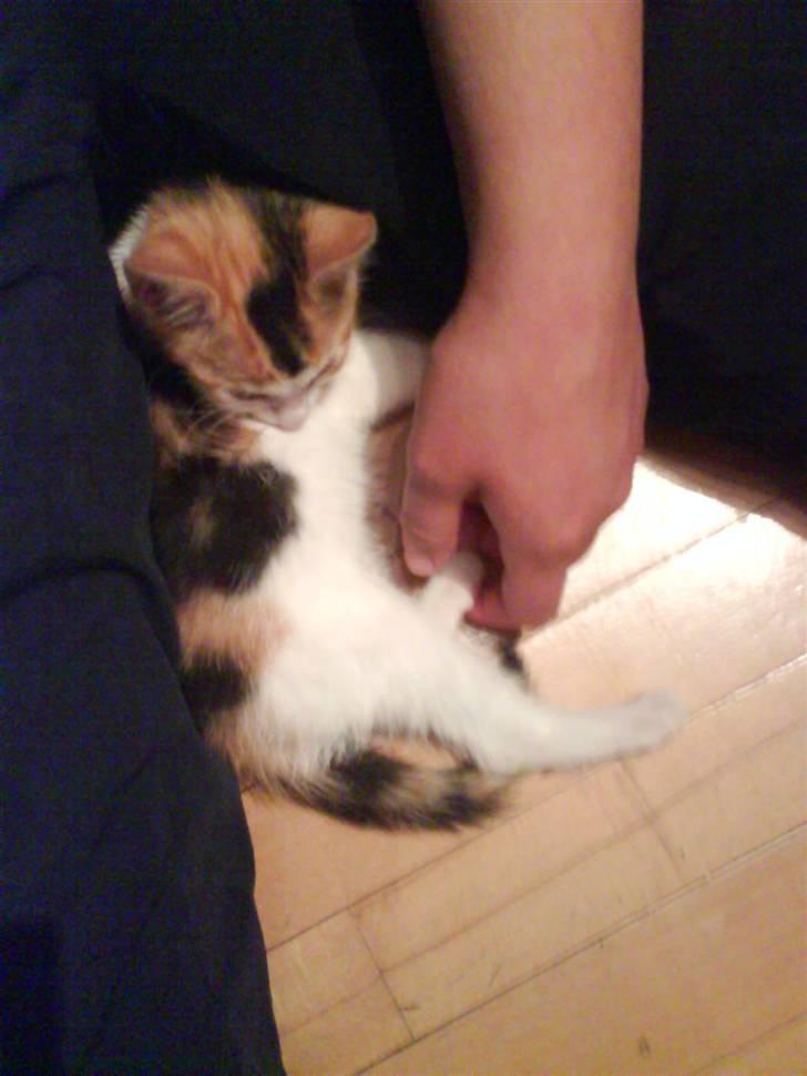 Huskat Lilo billede 4