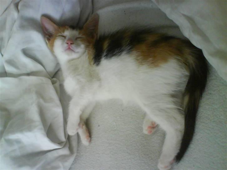 Huskat Lilo - Så er jeg blevet træt.... billede 5