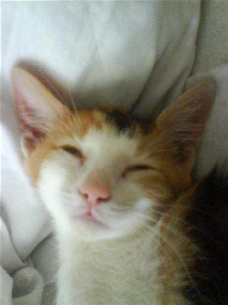 Huskat Lilo billede 6