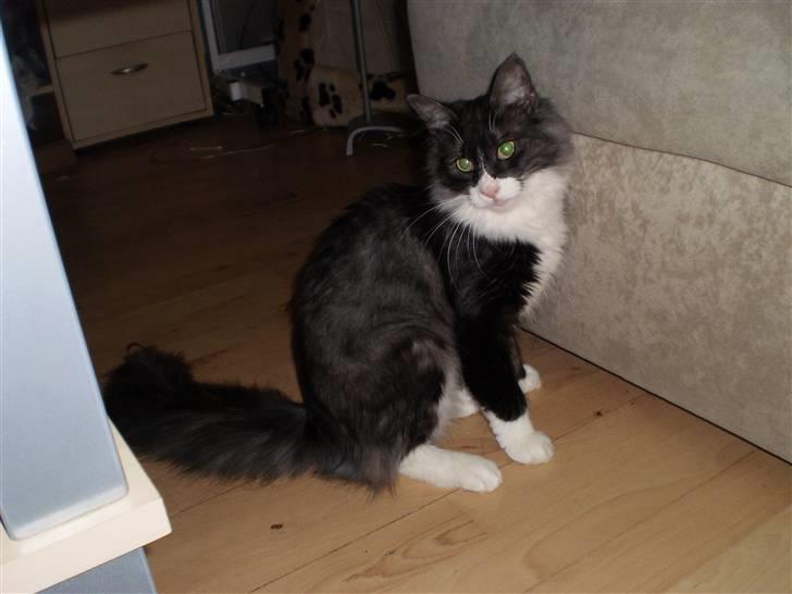 Norsk Skovkat Fiona billede 1