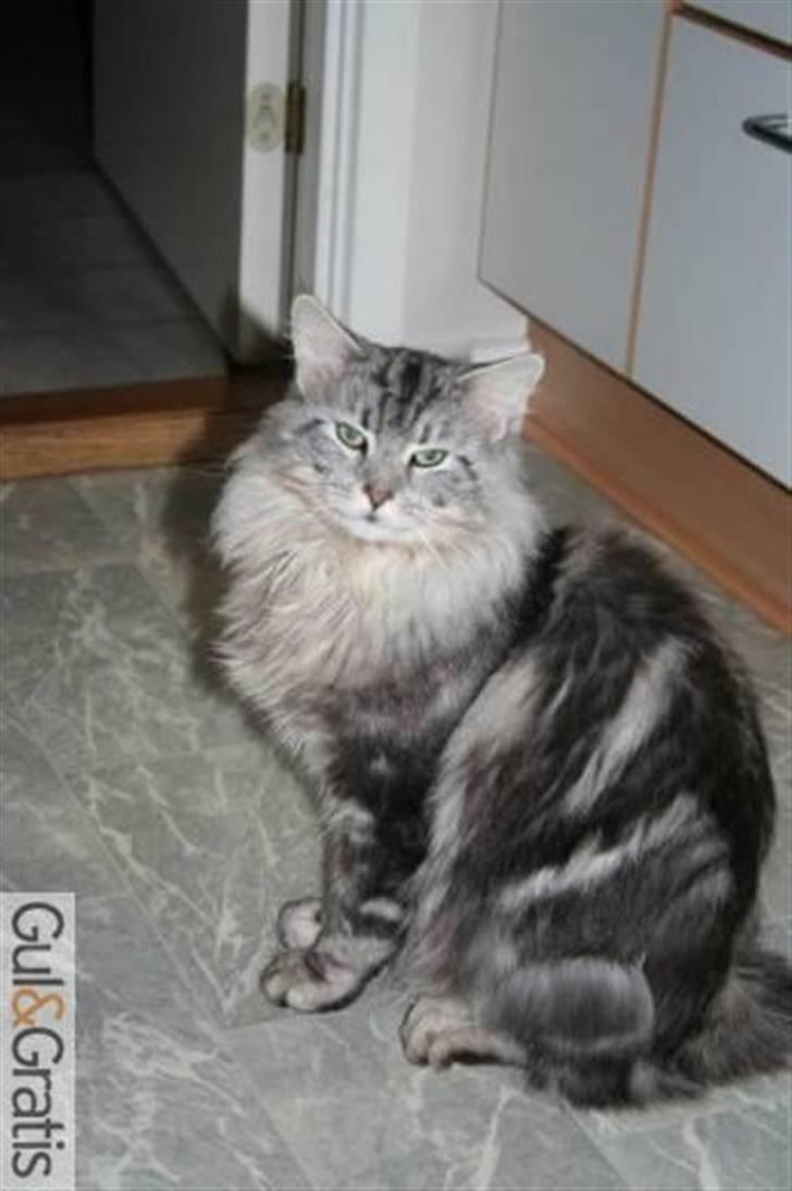 Blanding af racer Alma - hendes far billede 8