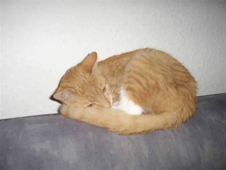 Huskat Silke R.I.P ;'( billede 1