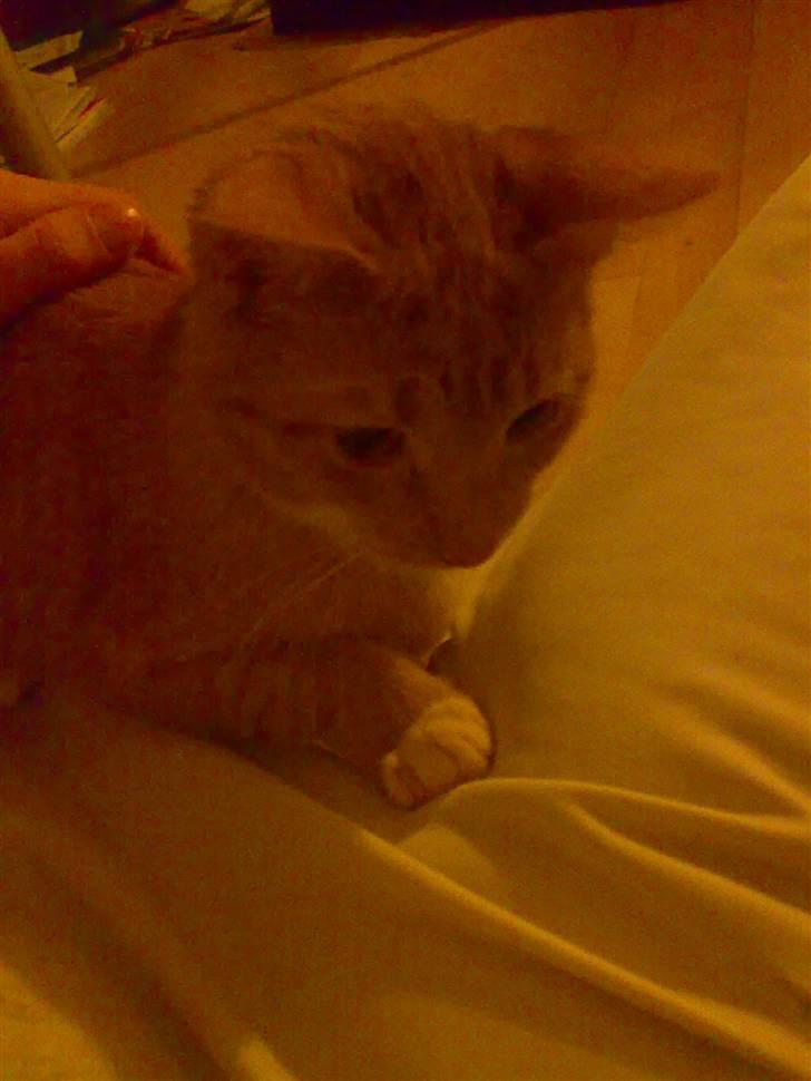 Huskat Silke R.I.P ;'( billede 2