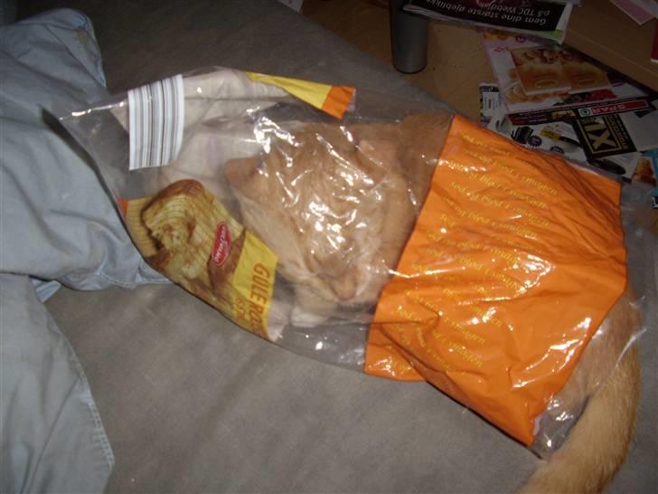 Huskat Silke R.I.P ;'( billede 3