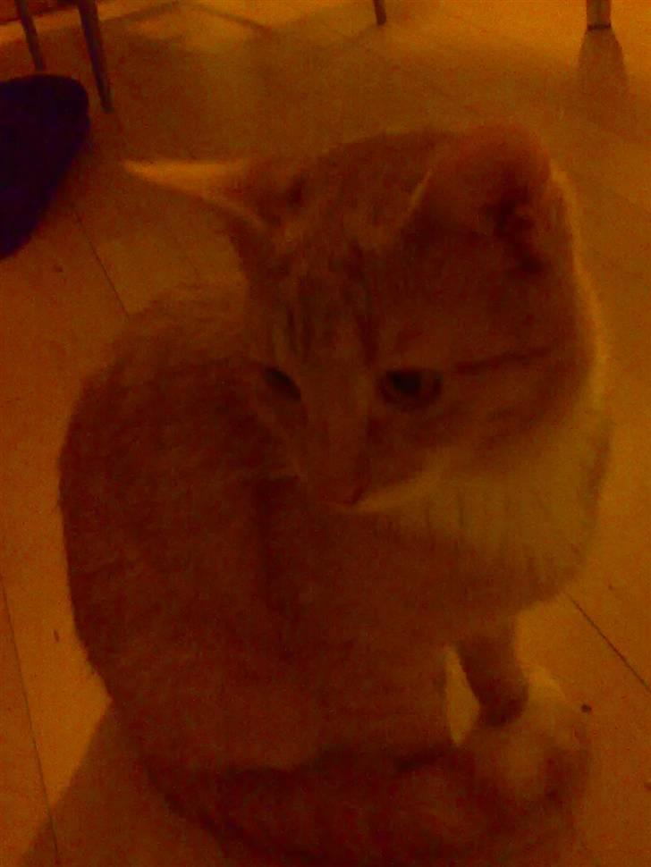 Huskat Silke R.I.P ;'( billede 4