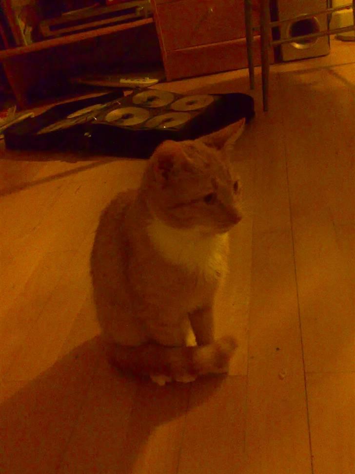 Huskat Silke R.I.P ;'( billede 5