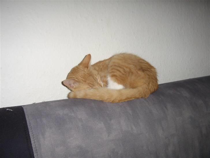 Huskat Silke R.I.P ;'( billede 6