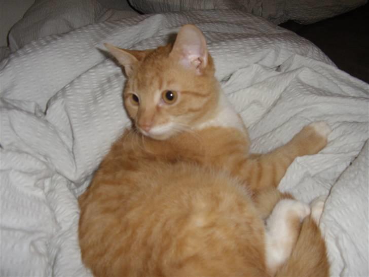 Huskat Silke R.I.P ;'( billede 7