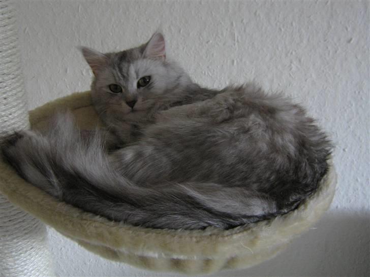 Maine Coon Misya billede 10