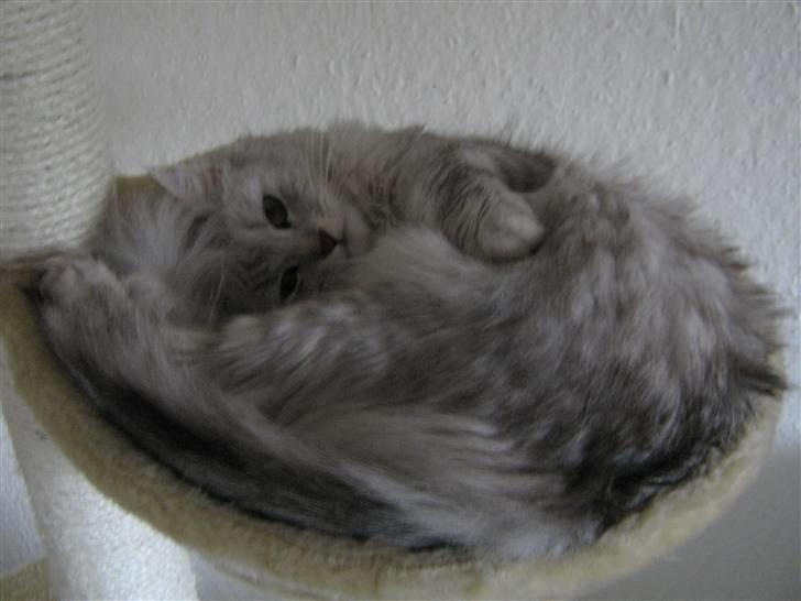 Maine Coon Misya billede 11