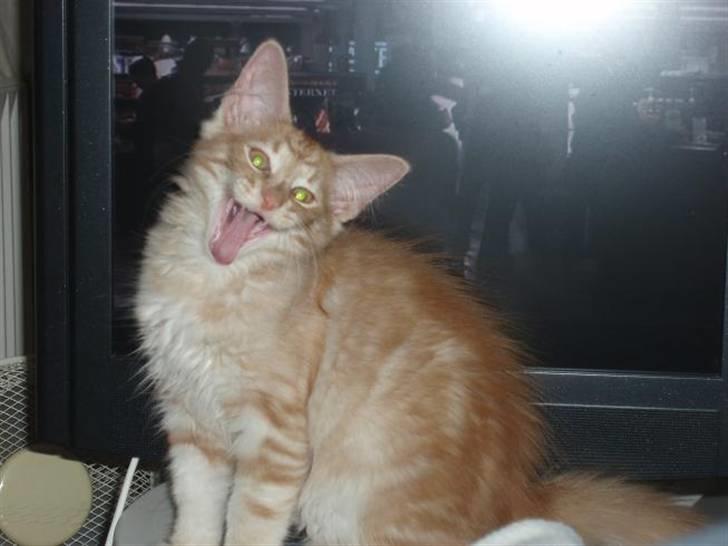 Norsk Skovkat Viktor - 14 uger gammel fjernsynes trold billede 6