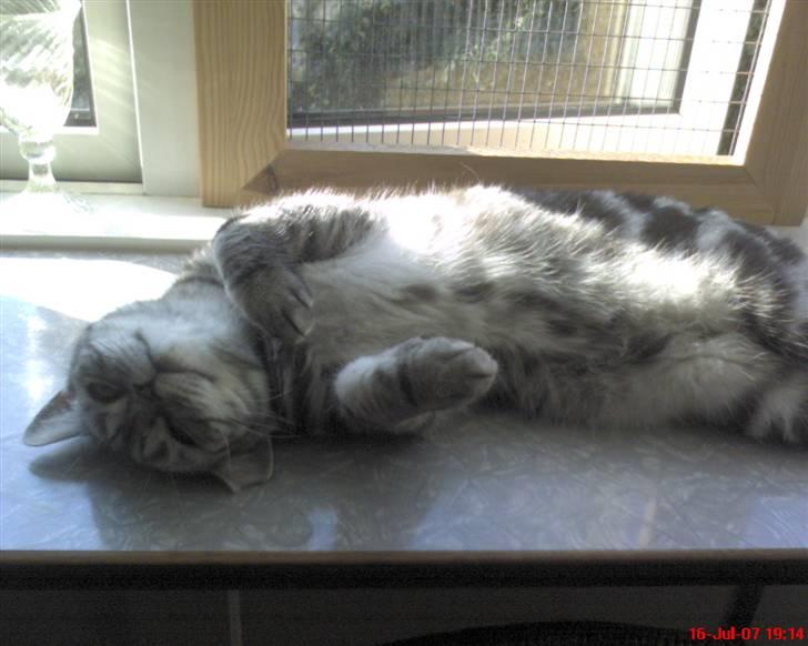 British Shorthair Albert - Albert nyder aftensolen. billede 13