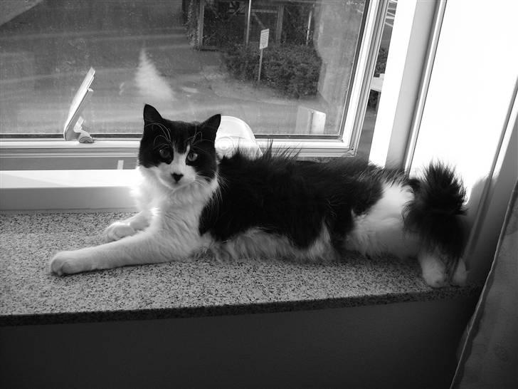 Huskat Pepsi - Her ligger Pepsi altid.. Det er hendes faste plads.. :D.. Hun ser da også så fredfyldt ud..  billede 1