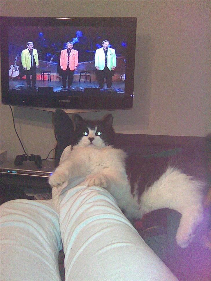 Huskat Pepsi - Så hyggeligt når vi alle ser linie 3.. :D billede 2