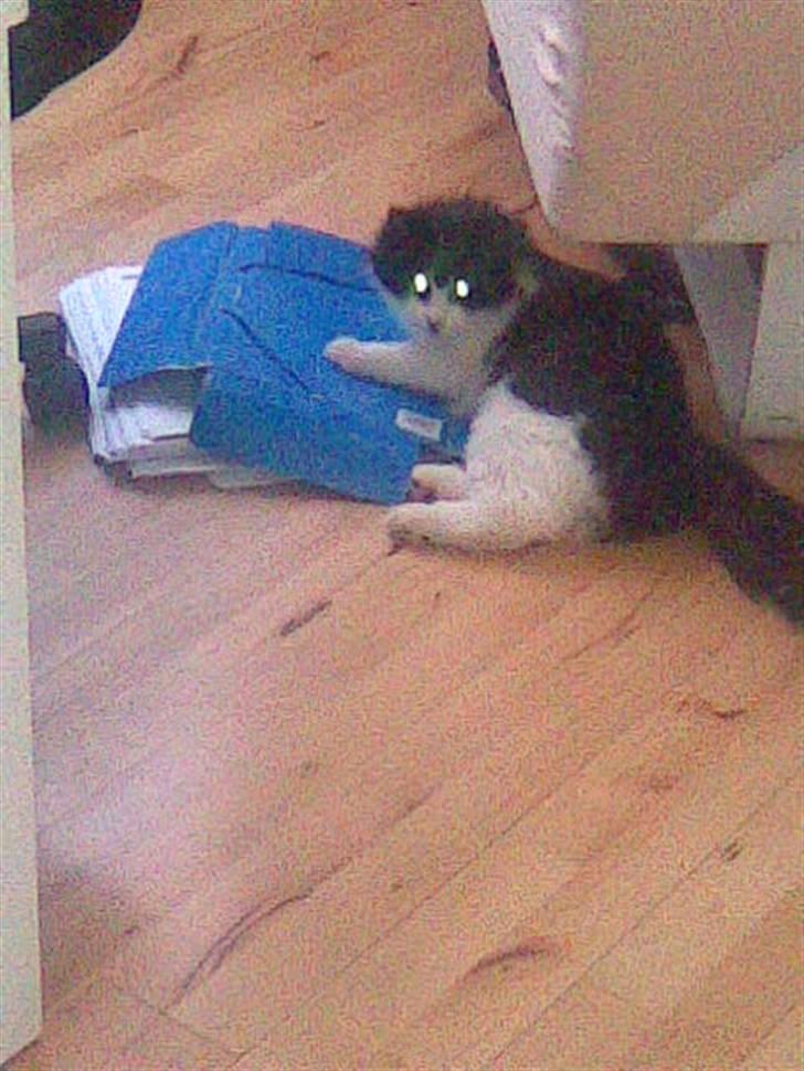 Huskat Pepsi - Det der med skolearbejde, har ingen rigtig været glade for..  billede 3