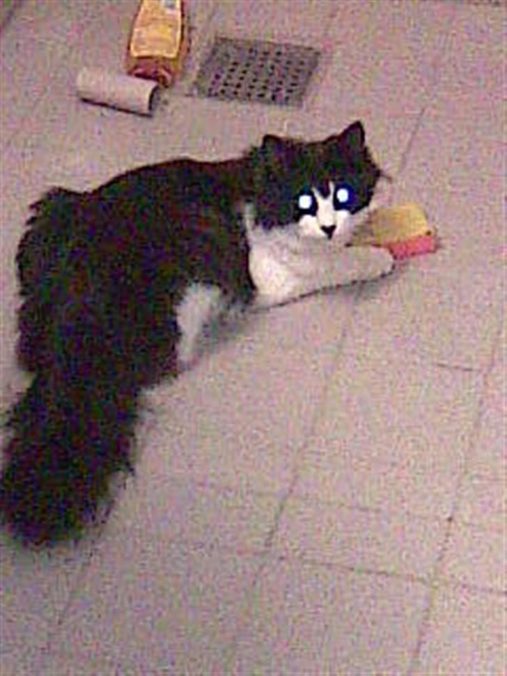 Huskat Pepsi - Hun har det også nemt ved at finde spænding ved alt.. Bl.a. en svamp.. Svampe-pepsi..  billede 4