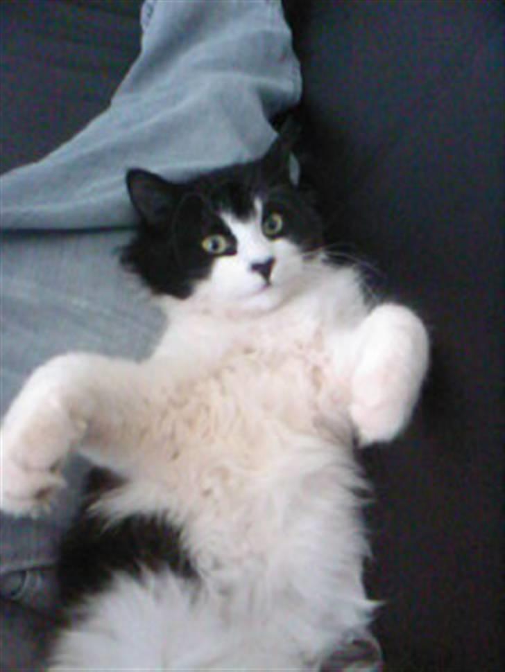 Huskat Pepsi - Lille pus..  billede 6