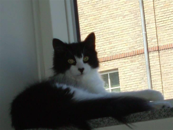 Huskat Pepsi - Smukke pepsi billede 7