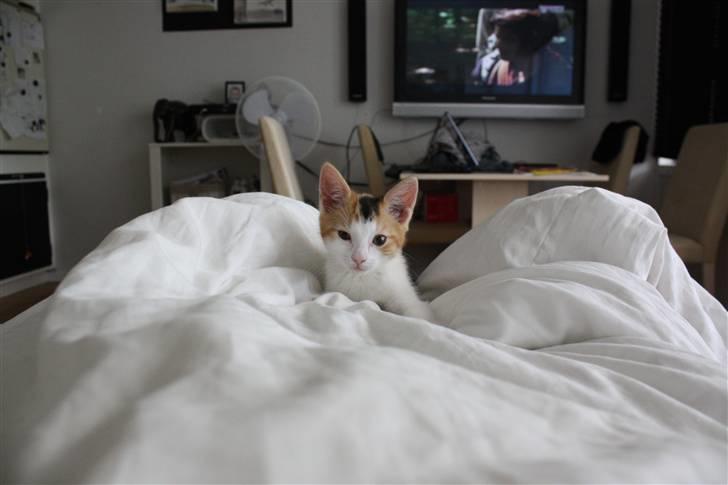 Huskat Lilo billede 7