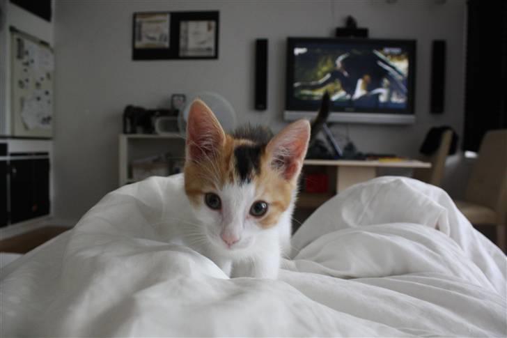 Huskat Lilo billede 8