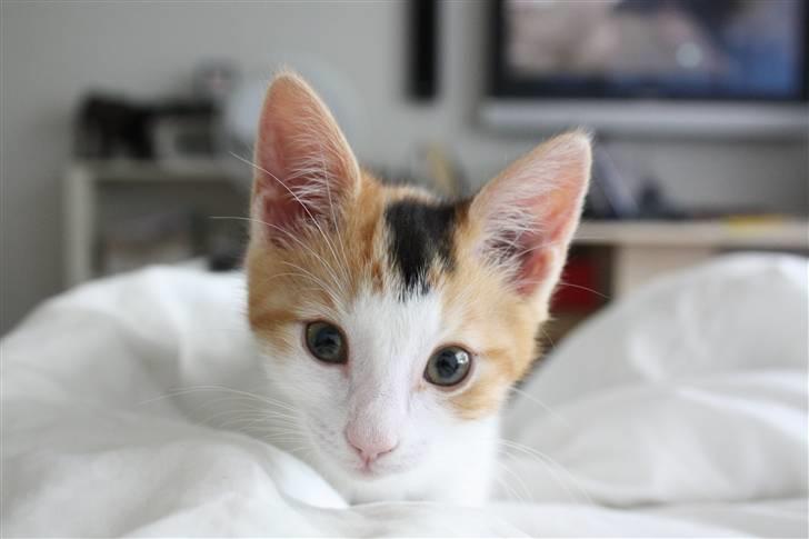 Huskat Lilo billede 9