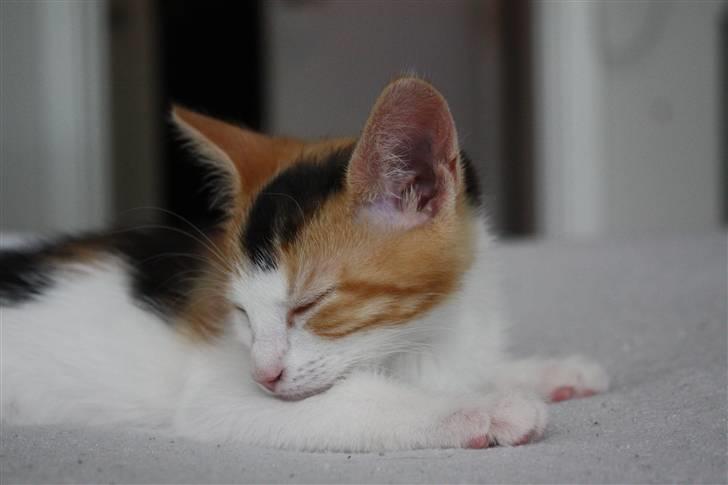 Huskat Lilo billede 10