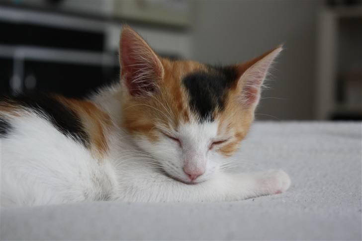 Huskat Lilo billede 11