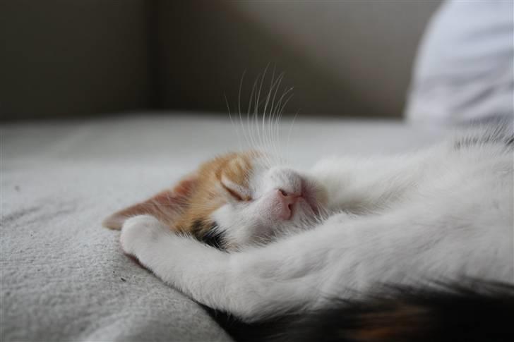 Huskat Lilo billede 12