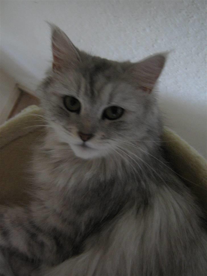 Maine Coon Misya billede 12