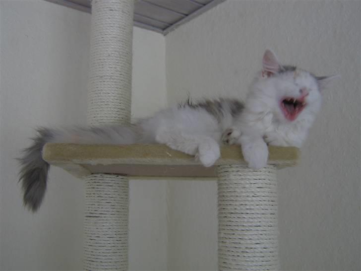 Blanding af racer Alma billede 9