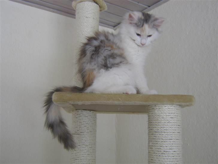 Blanding af racer Alma billede 10