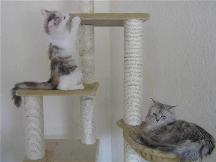 Blanding af racer Alma billede 11