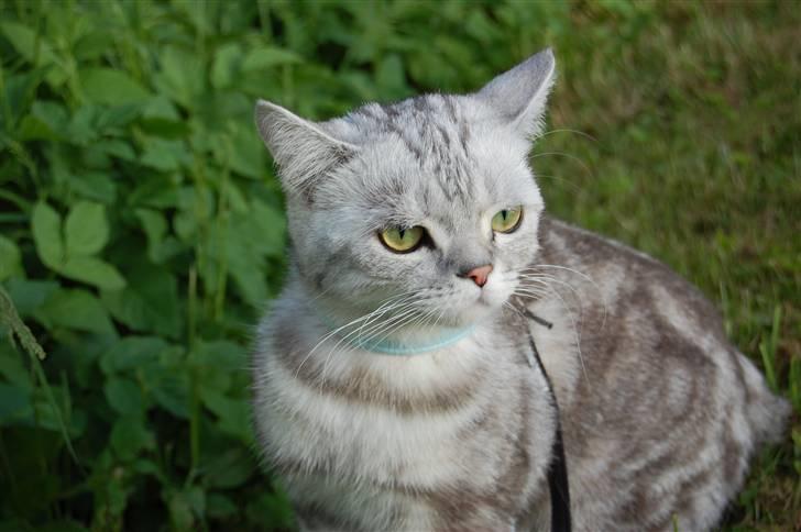 British Shorthair Olivier Larousse-Olli - Jeg er da lidt mere end bare lækker? x) billede 1