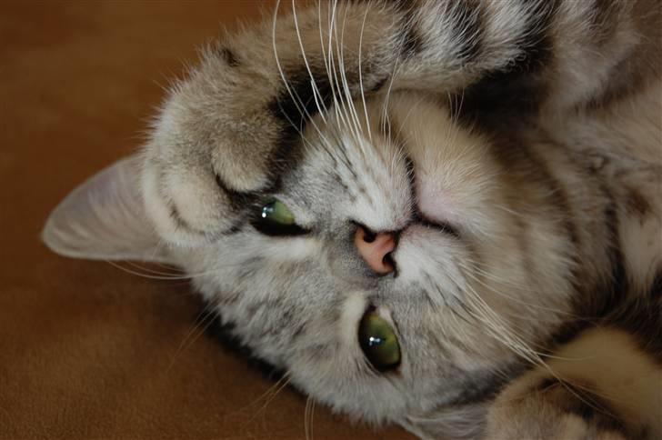 British Shorthair Olivier Larousse-Olli - Jeg elsker og optage heeeele sofaen, det er så dejligt, isæær når man får opmærksomhed :b billede 2