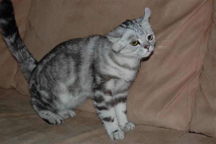 British Shorthair Olivier Larousse-Olli - Jeg skulle lige ryste mig, det skal man jo når man har kløet sig (: billede 3