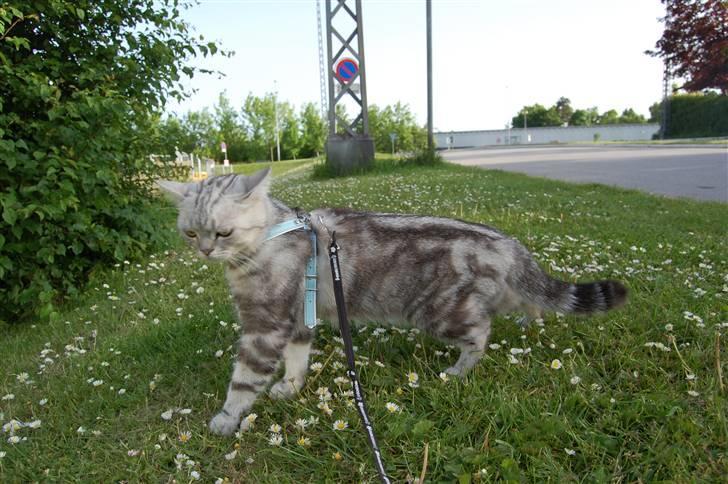British Shorthair Olivier Larousse-Olli - Hallo der var faktisk noget nede på jorden Ö billede 4
