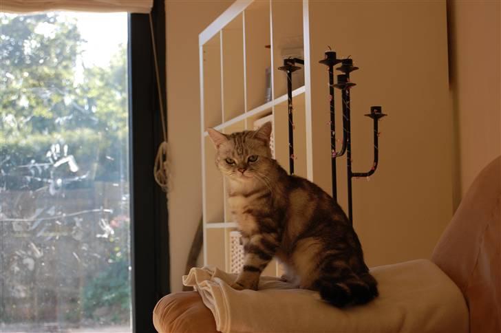 British Shorthair Olivier Larousse-Olli - King Of Hedehusene? x) billede 5
