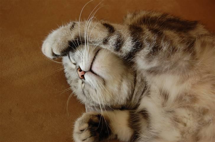 British Shorthair Olivier Larousse-Olli - Årh du skal ikke vække mig, nu 5 min til :b billede 6