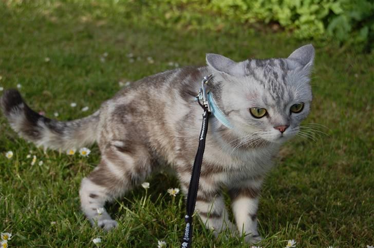 British Shorthair Olivier Larousse-Olli - Pas på jeg er en meget farlig tiger med skumle planer. billede 7