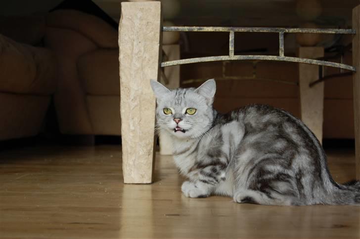 British Shorthair Olivier Larousse-Olli - Så er der sku fugle i haven igen Ö billede 8