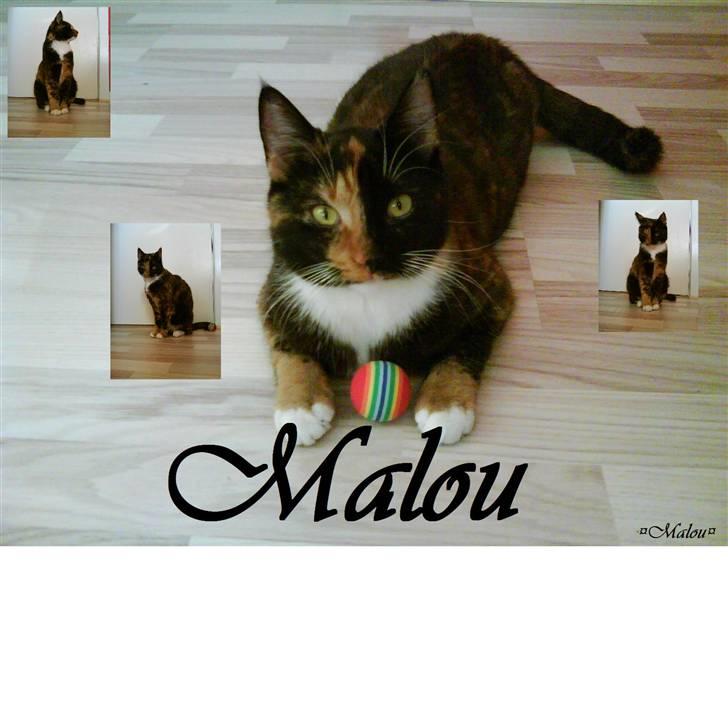 Blanding af racer Malou ¤Væk og borte¤ :'( - NYT/:¤ billede 1