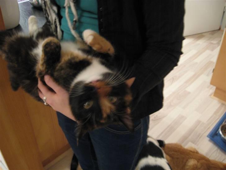 Blanding af racer Malou ¤Væk og borte¤ :'( - alting er på hoved <3 xD billede 2