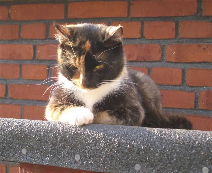 Blanding af racer Malou ¤Væk og borte¤ :'( - NYT/:¤ billede 3