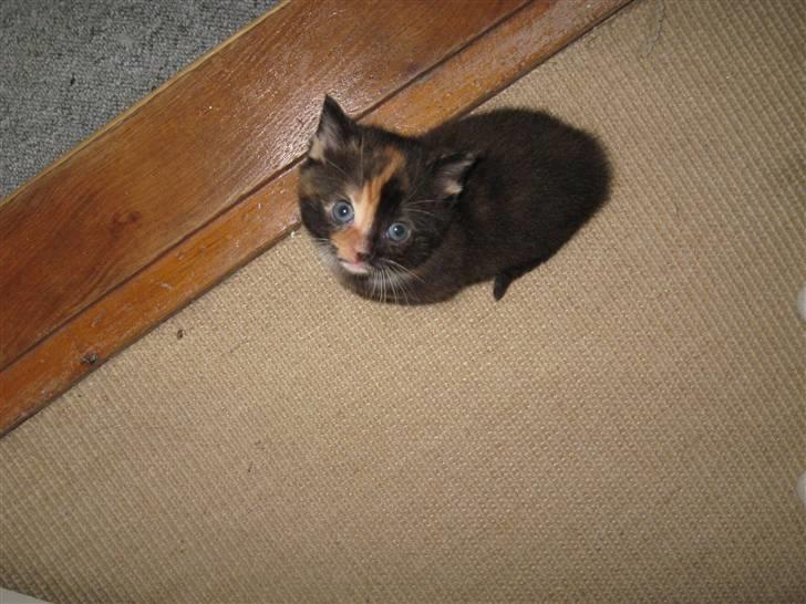 Blanding af racer Malou ¤Væk og borte¤ :'( - ihhh lille misling hvor ER du stor<3 billede 4