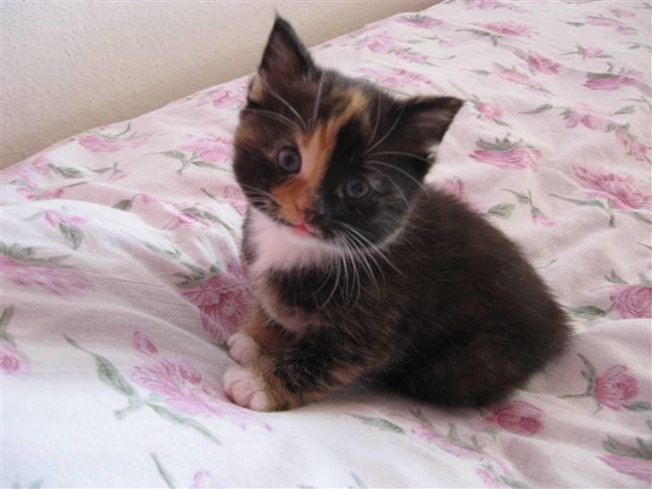 Blanding af racer Malou ¤Væk og borte¤ :'( - hendes ynglings kasse<3 billede 5