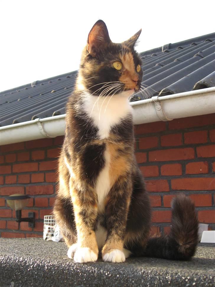 Blanding af racer Malou ¤Væk og borte¤ :'( - NYT/:¤ billede 6