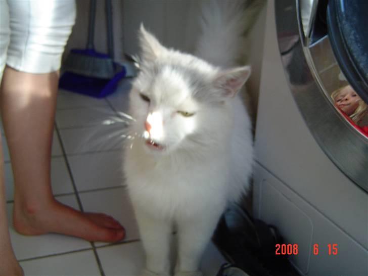 Blanding af racer Frede billede 3