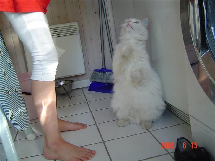 Blanding af racer Frede billede 4