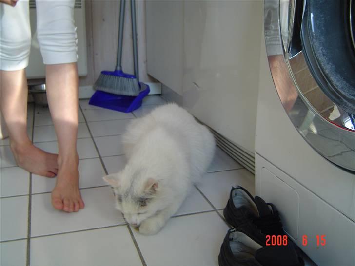 Blanding af racer Frede billede 8