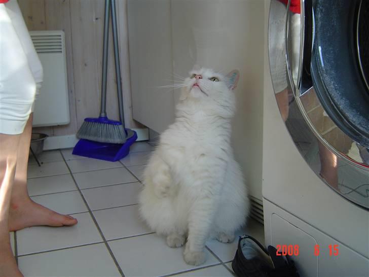 Blanding af racer Frede billede 10